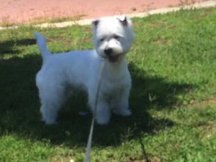 Recien sacado de la pelu, de paseo a casa. 